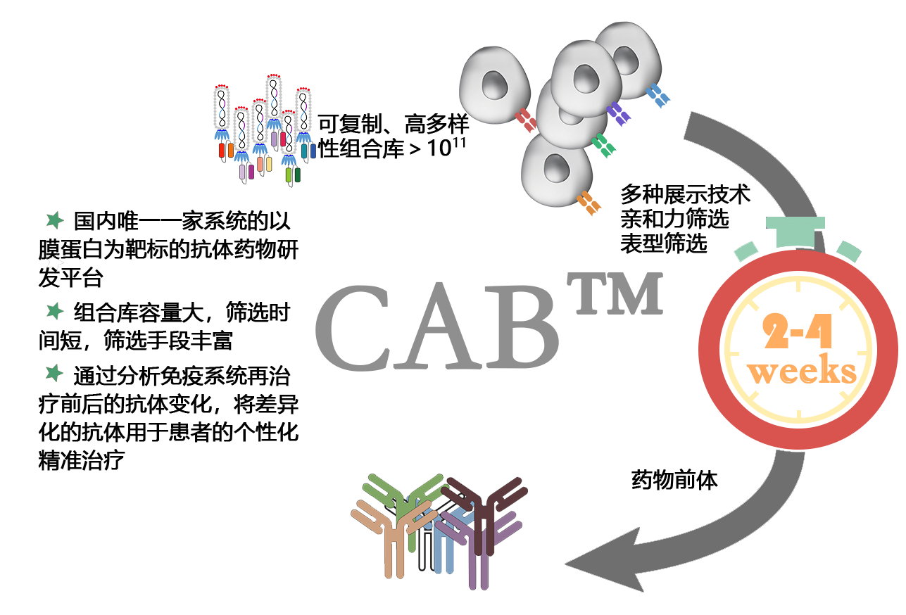 CAB 组合抗体库技术(图1)